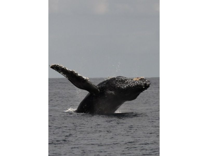 Sea World（シーワールド） のギャラリー