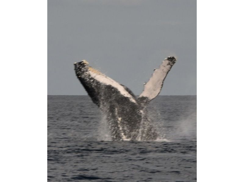 Sea World（シーワールド） のギャラリー