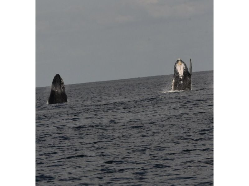 Sea World（シーワールド） のギャラリー