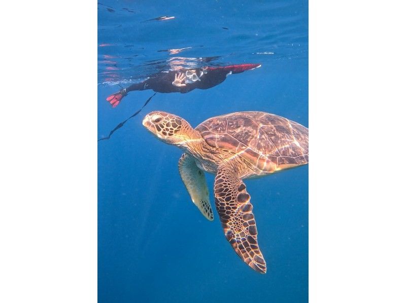 石垣島　ウミガメシュノーケル　マリンショップHAPPY のギャラリー