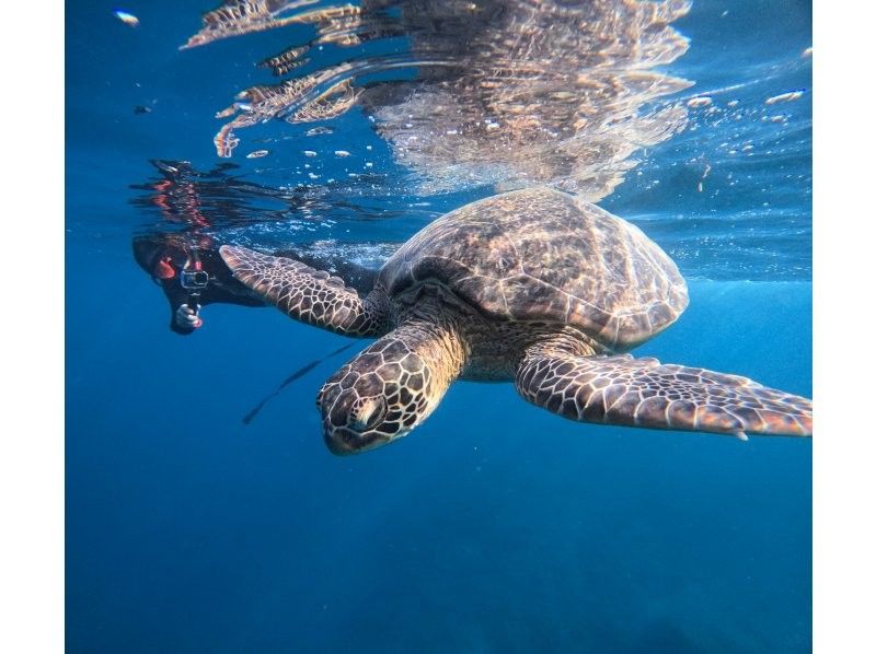 石垣島　ウミガメシュノーケル　マリンショップHAPPY のギャラリー