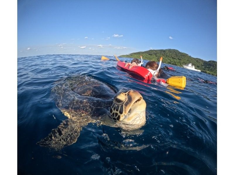 石垣島　ウミガメシュノーケル　マリンショップHAPPY のギャラリー