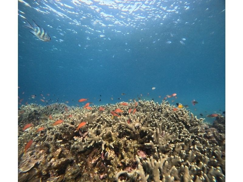 石垣島　ウミガメシュノーケル　マリンショップHAPPY のギャラリー