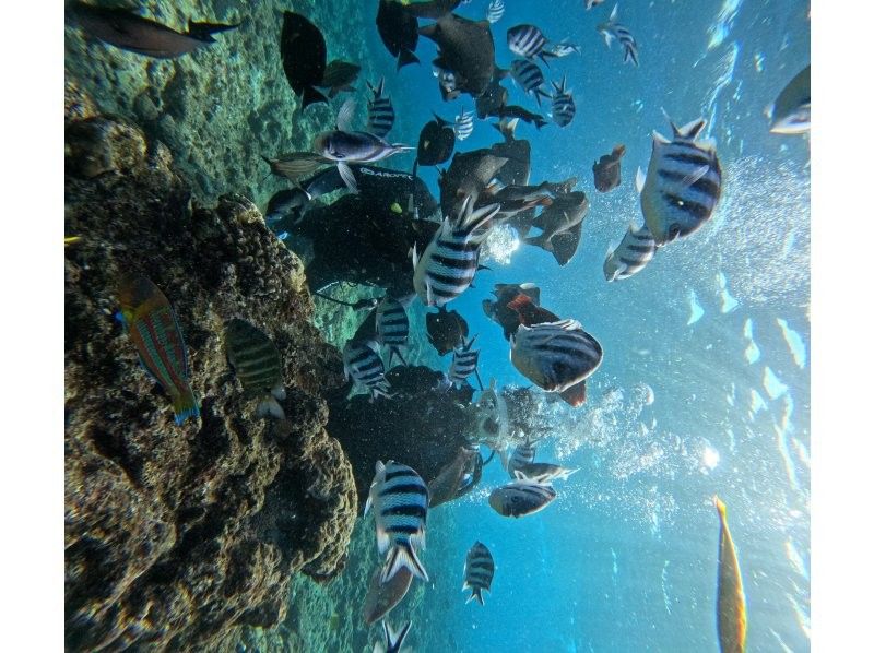 沖縄マリンサービス碧 のギャラリー