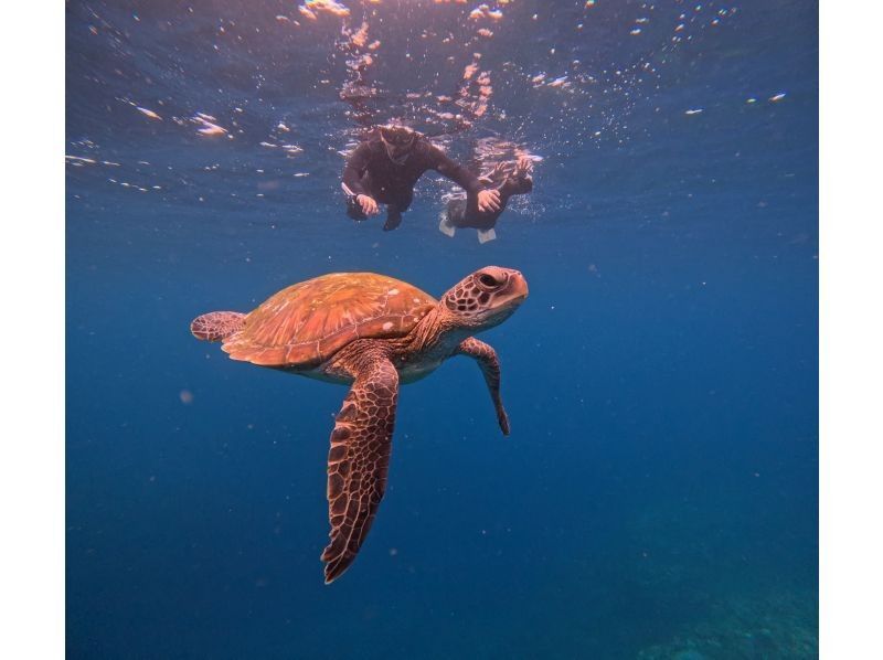 Tomorl のギャラリー