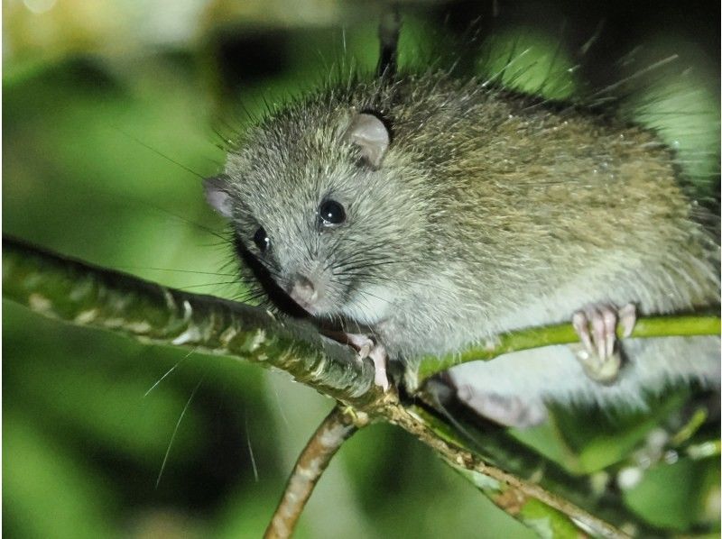 奄美バギー＆ナイトウォッチングガイドサービス のギャラリー