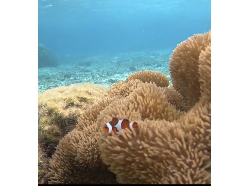 宮古島ダイビングYOSHI（よっしー） のギャラリー