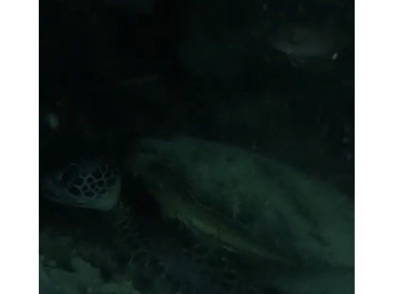 宮古島ダイビングYOSHI（よっしー） のギャラリー