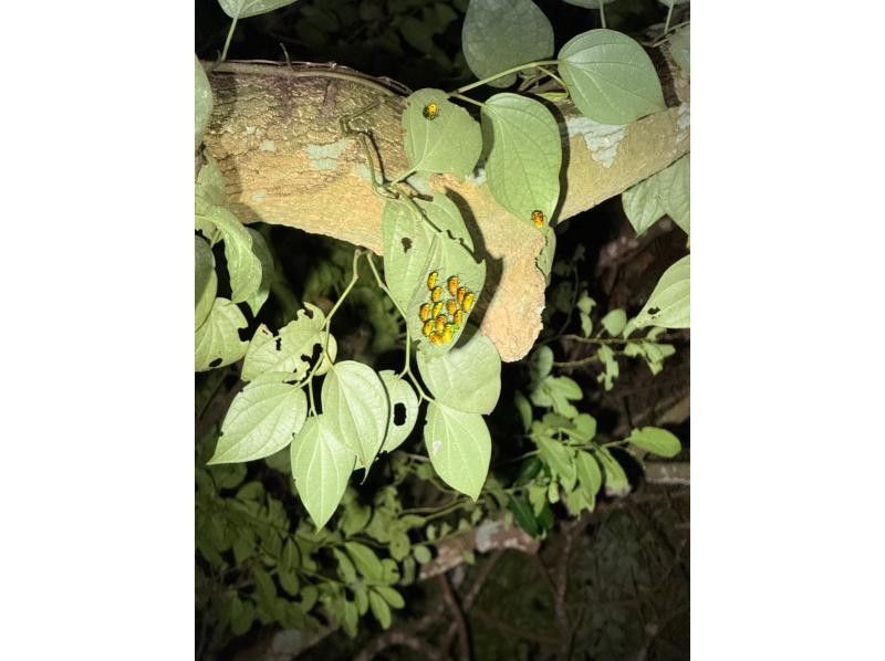 SUNSHINE MARIN 宮古島 のギャラリー