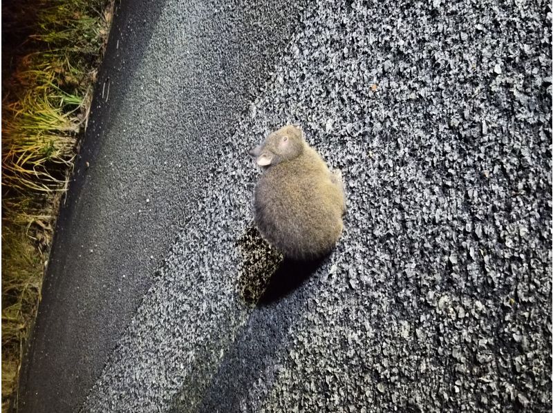 奄美バギー＆ナイトウォッチングガイドサービス のギャラリー