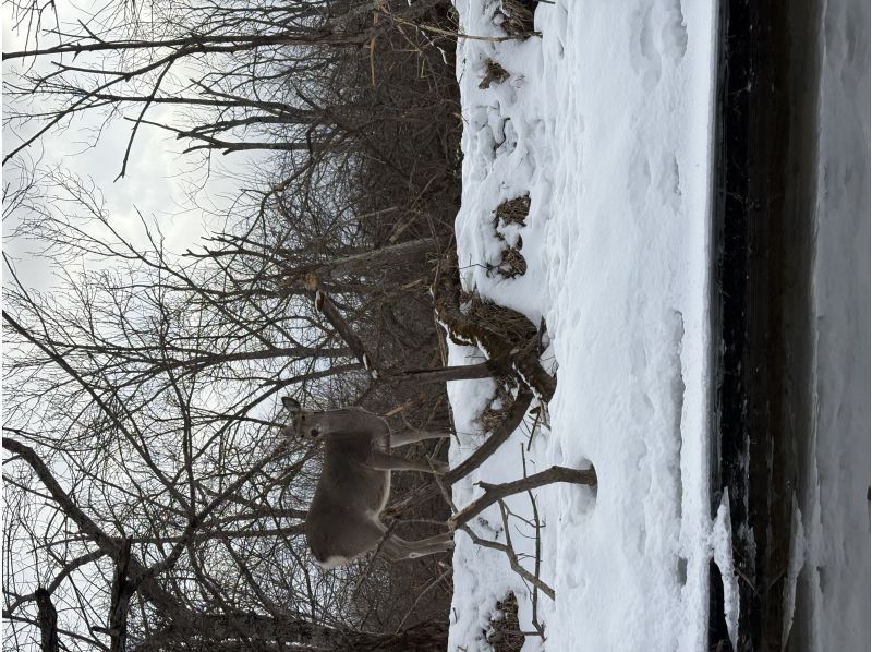 オールドプレイス のギャラリー