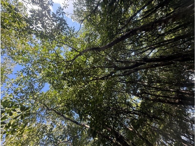 石垣島 海ツアー のギャラリー