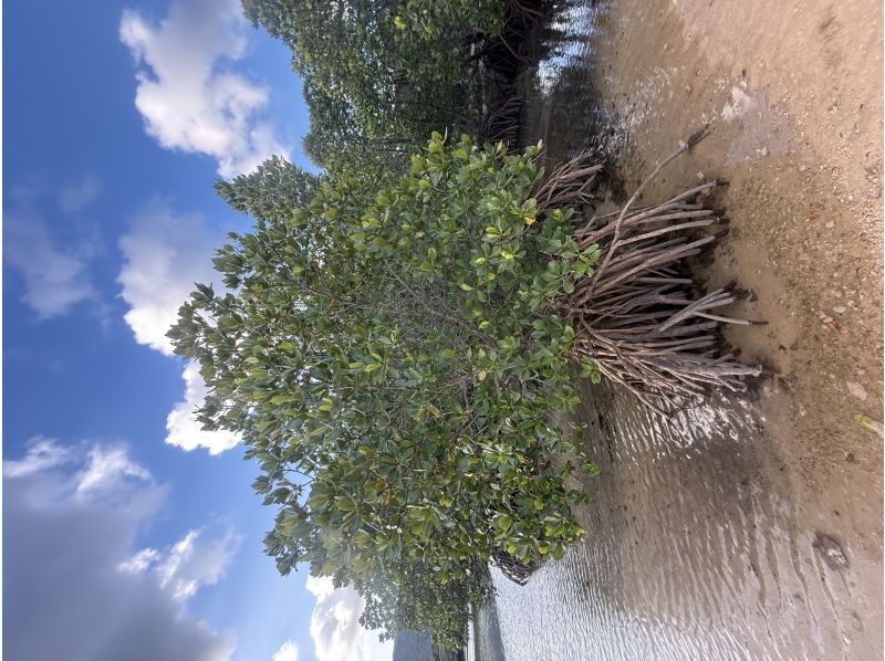 石垣島 海ツアー のギャラリー