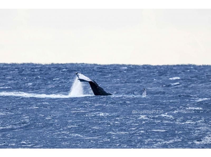 ネイティブシー奄美(Native Sea AMAMI) のギャラリー