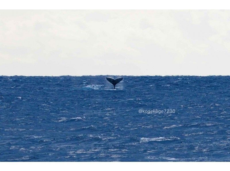 ネイティブシー奄美(Native Sea AMAMI) のギャラリー