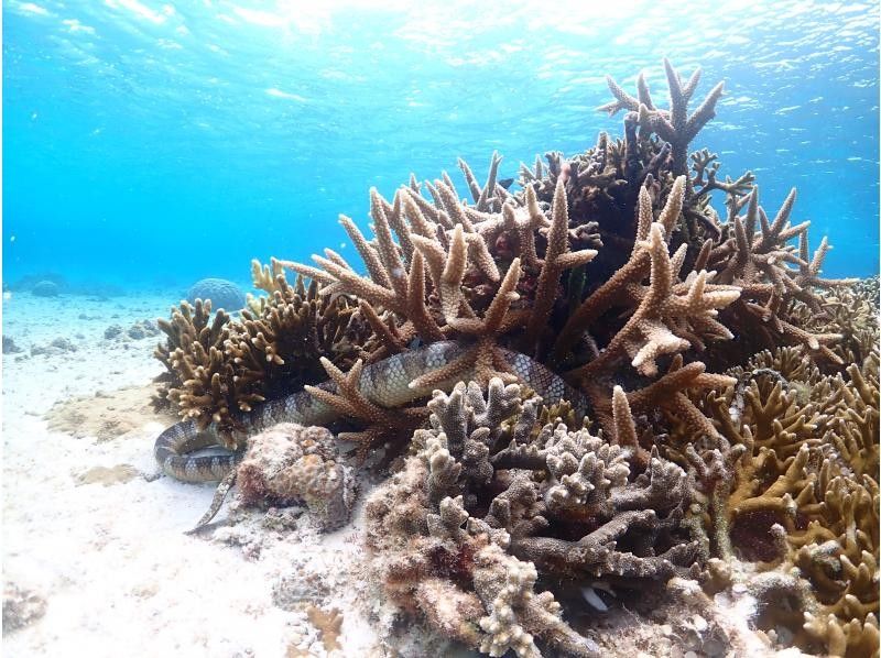 SUNSHINE MARIN 宮古島 のギャラリー