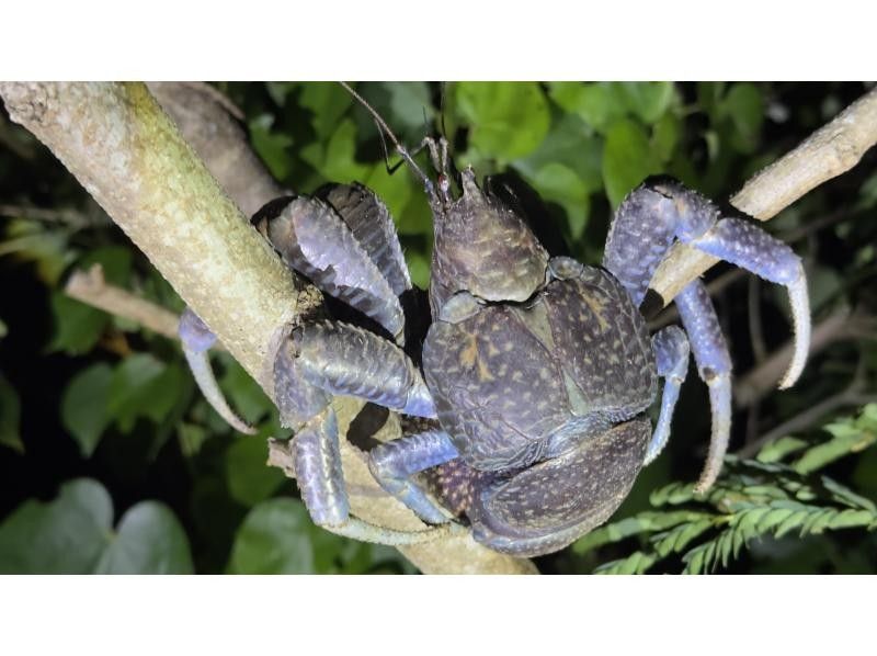 Polepolemarine385 のギャラリー