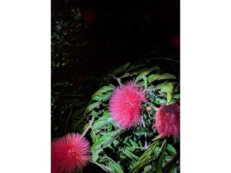 スターライフ石垣島 のギャラリー