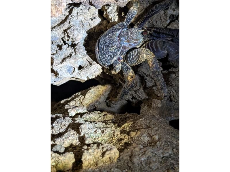 スターライフ石垣島 のギャラリー