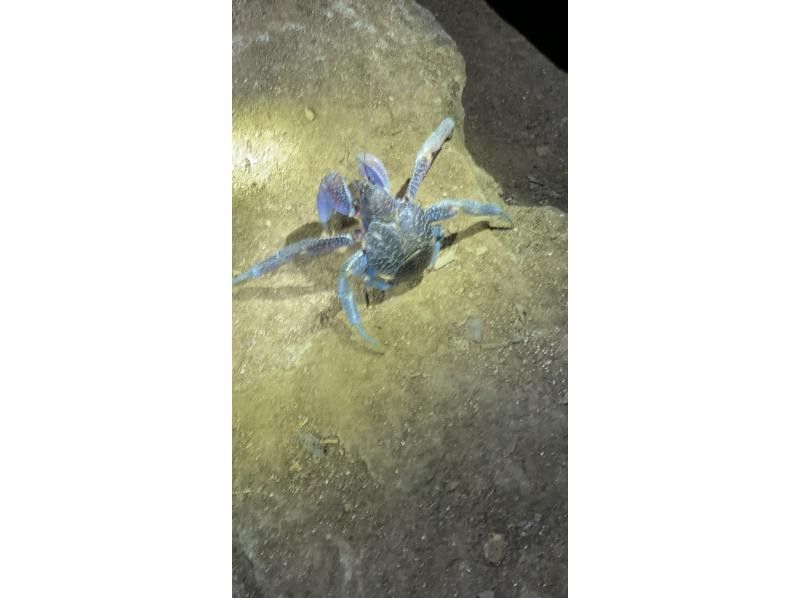 石垣島  ADVENTURE PiPi（ピピ） のギャラリー