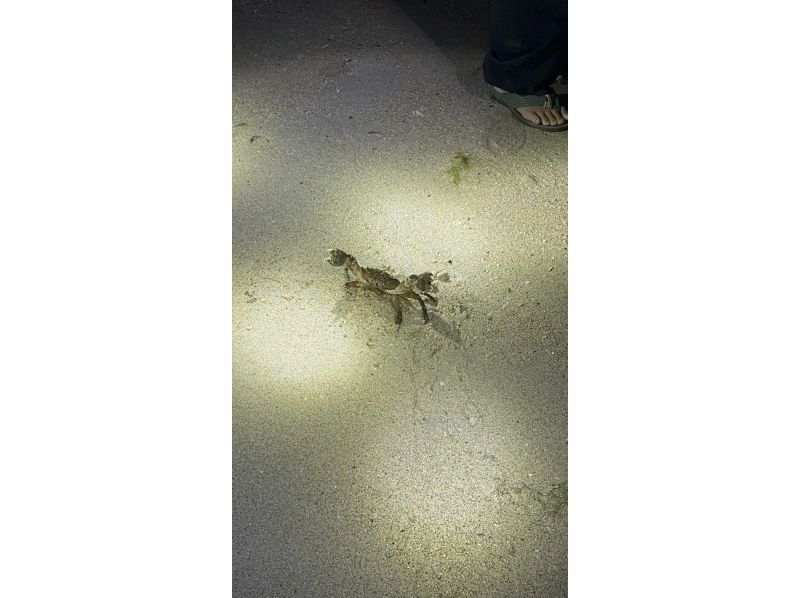 石垣島  ADVENTURE PiPi（ピピ） のギャラリー