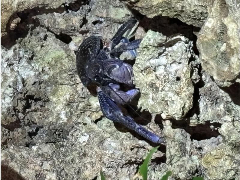 NATURE SHOP PAO のギャラリー