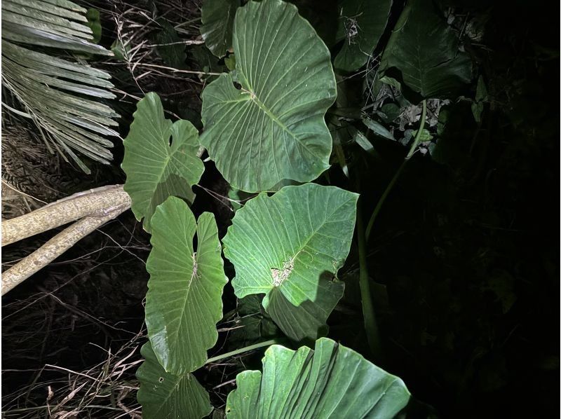 NATURE SHOP PAO のギャラリー