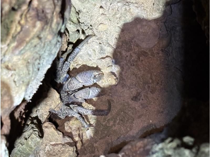 NATURE SHOP PAO のギャラリー