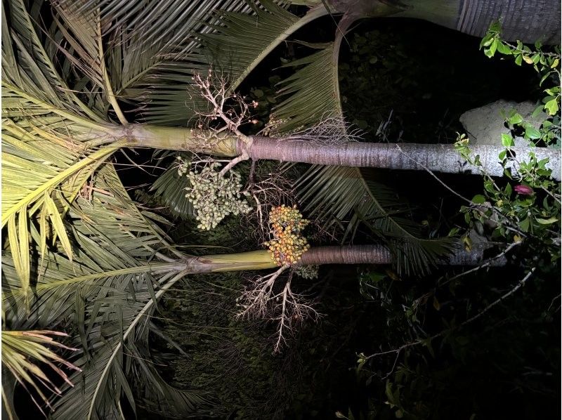 NATURE SHOP PAO のギャラリー