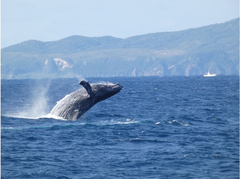 Sea World（シーワールド） のギャラリー