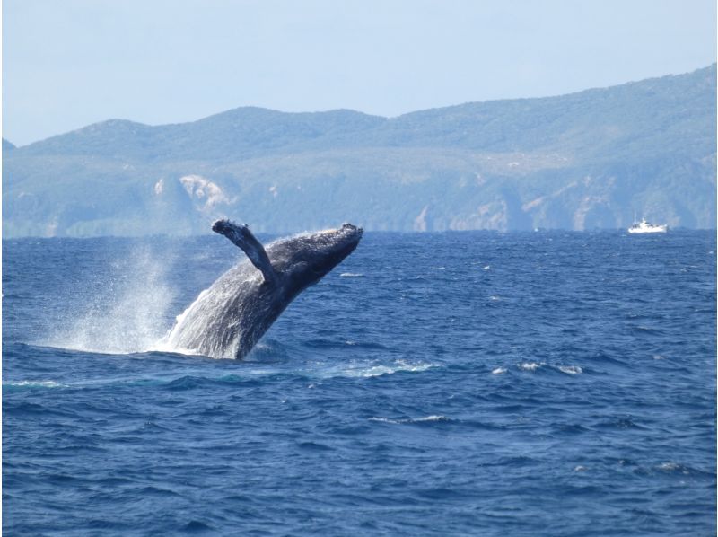 Sea World（シーワールド） のギャラリー