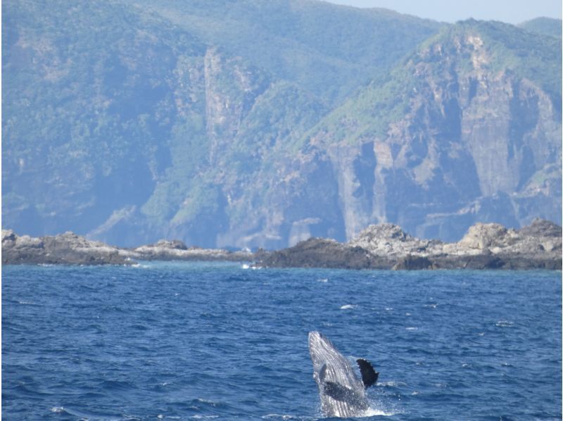 Sea World（シーワールド） のギャラリー