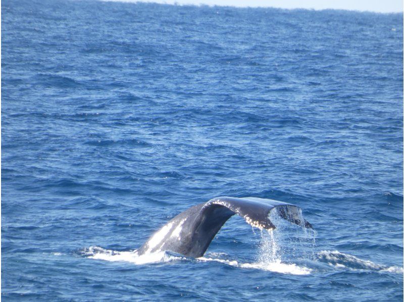 Sea World（シーワールド） のギャラリー