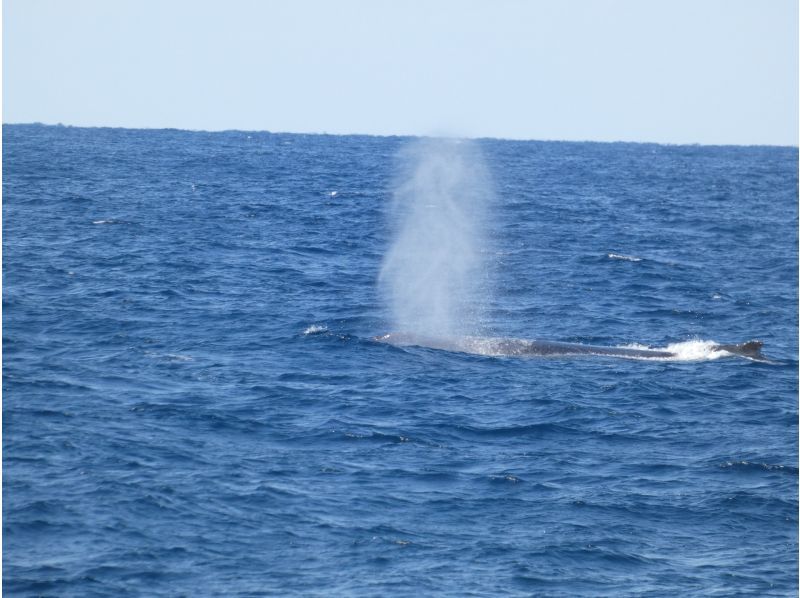 Sea World（シーワールド） のギャラリー