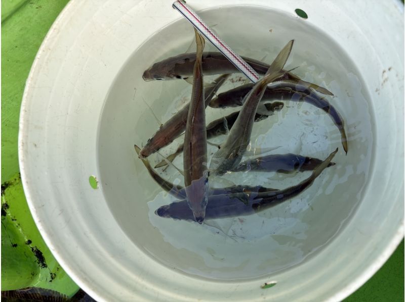 ATSUKU のギャラリー