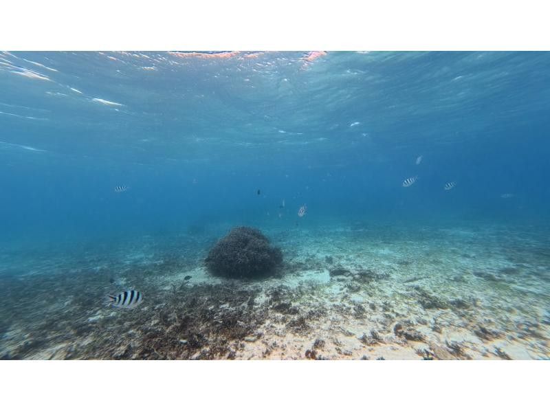 青の洞窟専門 沖縄ダイビングショップ和 のギャラリー