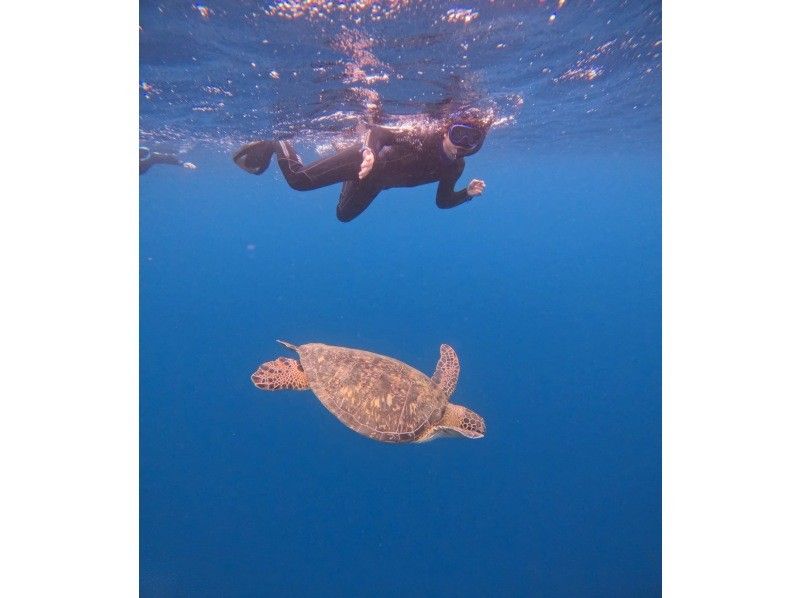 マリンショップしまじかん のギャラリー