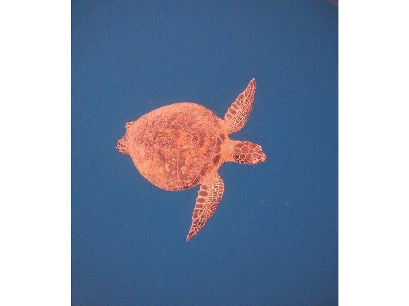 マリンショップしまじかん のギャラリー