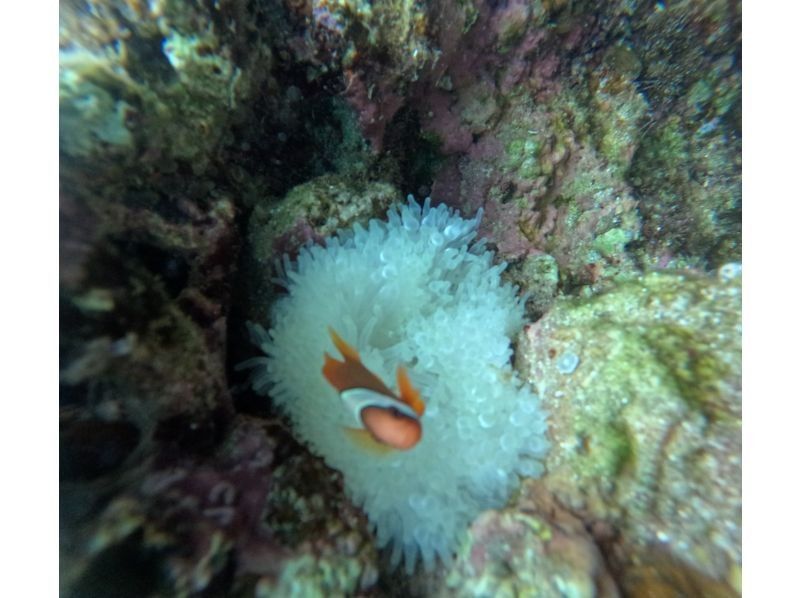 武藤潜水 のギャラリー