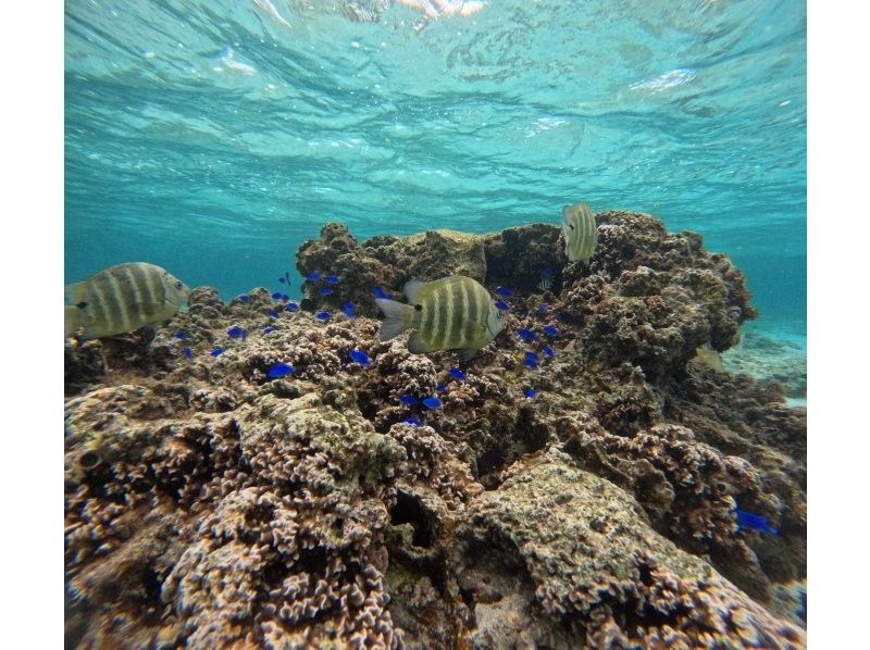 武藤潜水 のギャラリー