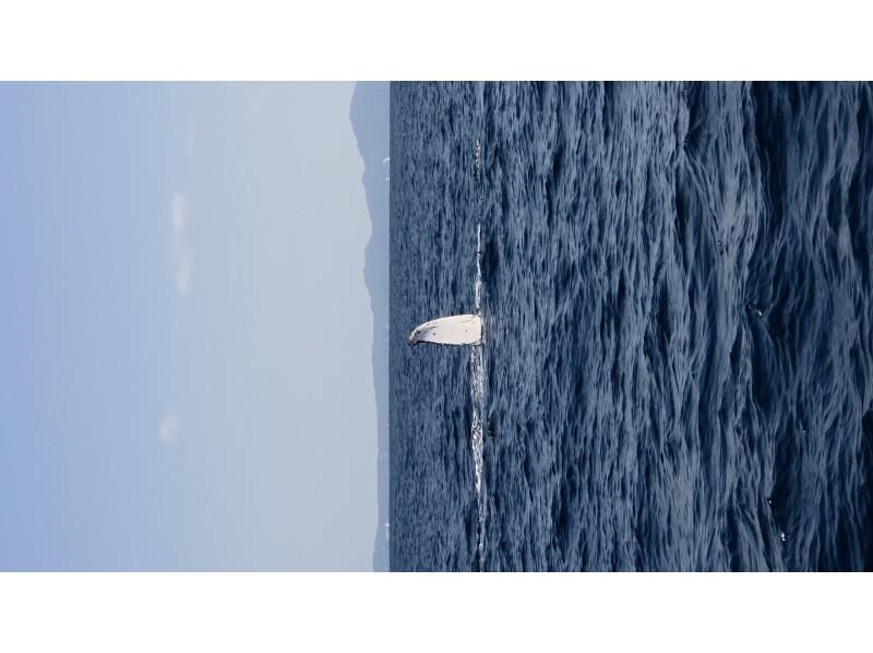 marine shop PETREL(マリンショップペトレル) のギャラリー