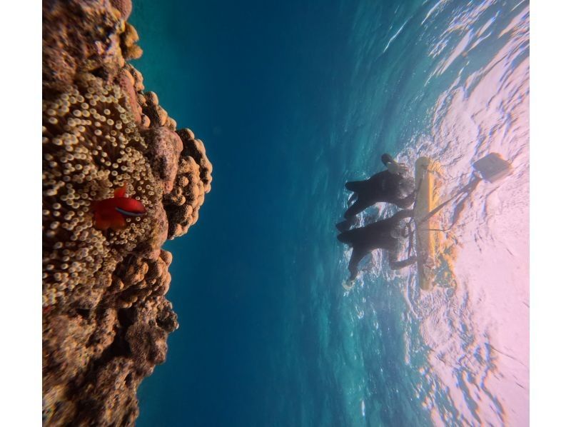 Tomorl のギャラリー