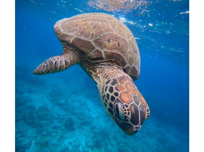 Tomorl のギャラリー