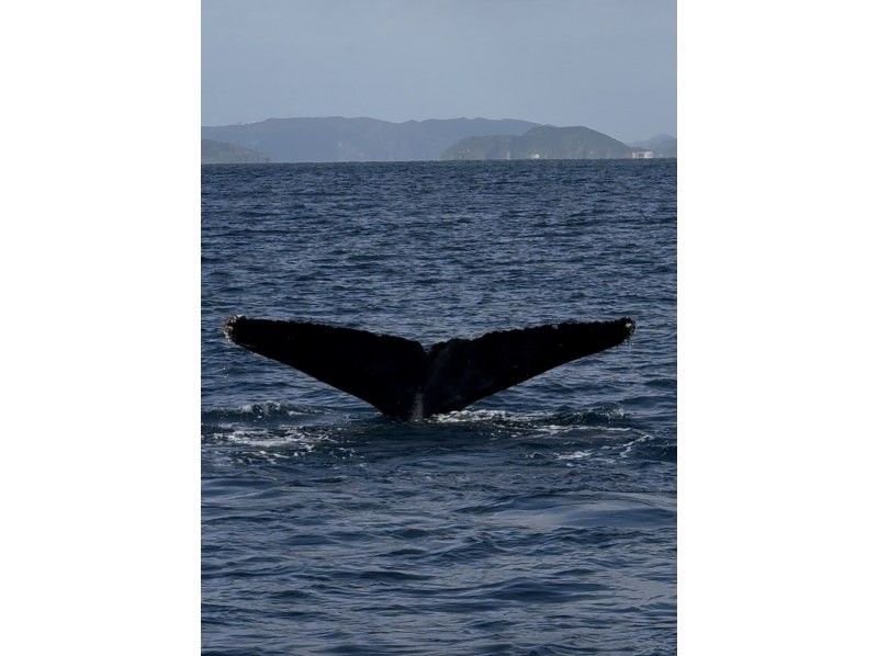 サウスtoサウス(South to South) のギャラリー