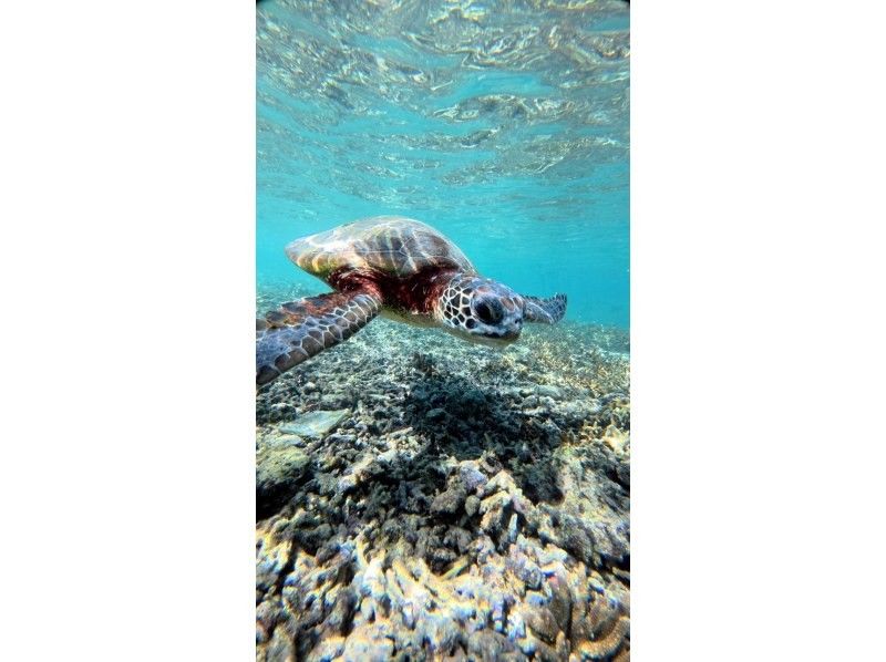 nico 宮古島 のギャラリー