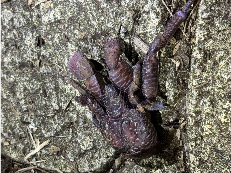 宮古島 ADVENTURE PiPi（ピピ） のギャラリー