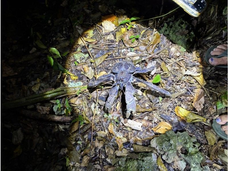 元気玉 のギャラリー