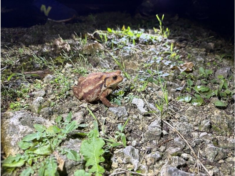 元気玉 のギャラリー