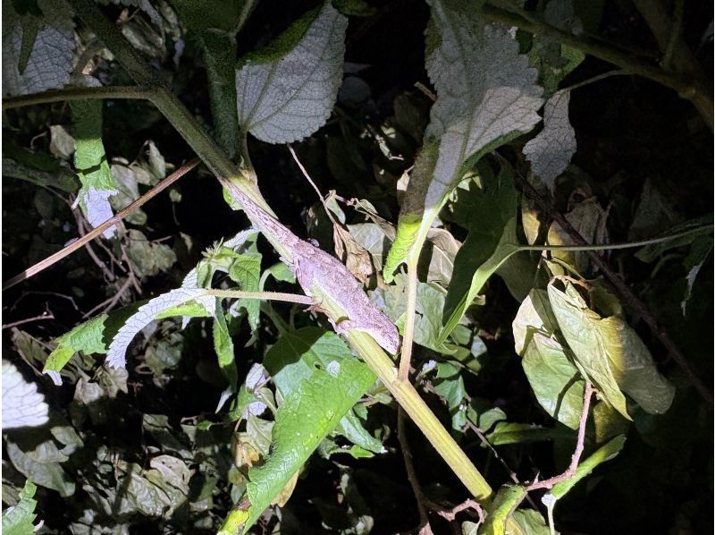 元気玉 のギャラリー