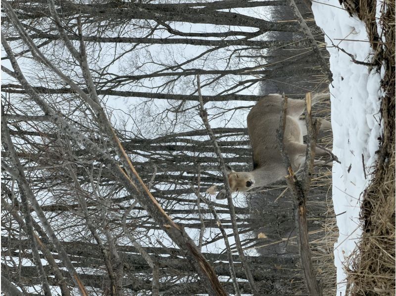 オールドプレイス のギャラリー